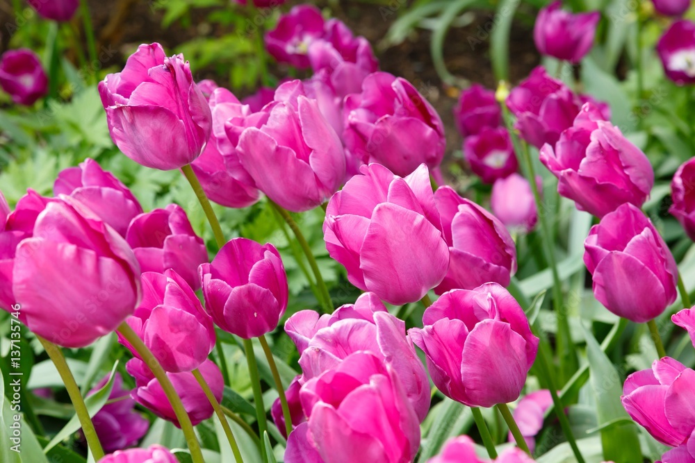 Purple tulip flower bed