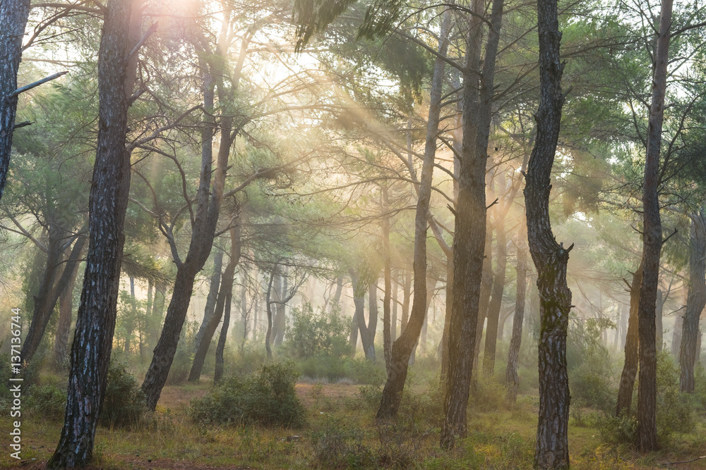 Obraz premium Sun Rising over the Forest