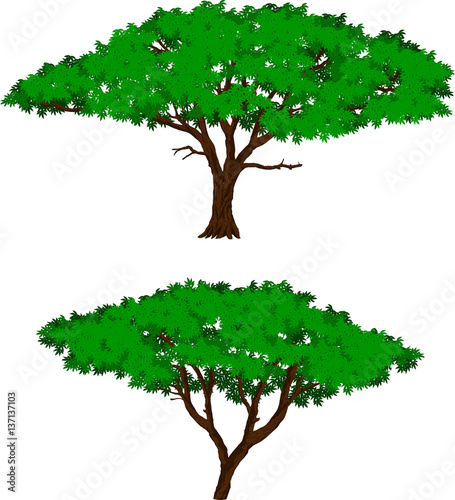 Vector Large african Acacia tree