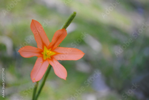 One-Leaf Cape Tulip, Moraea Flaccida Flower Head