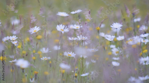 Wild Flower Meadow in summer in the Sussex High Weald