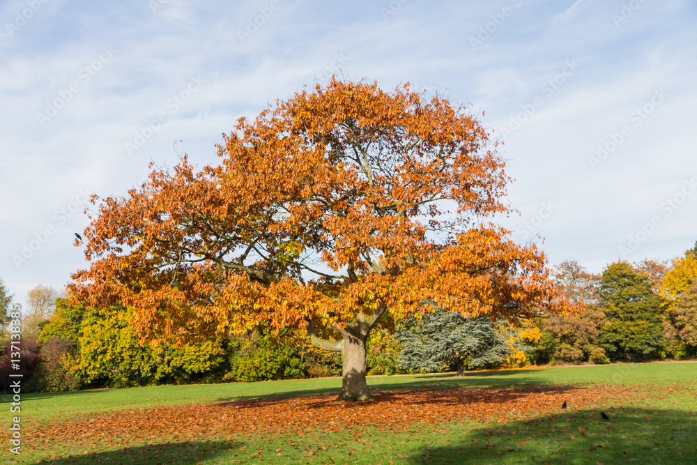 Naklejka premium Copper colored tree at Autumn time 2016