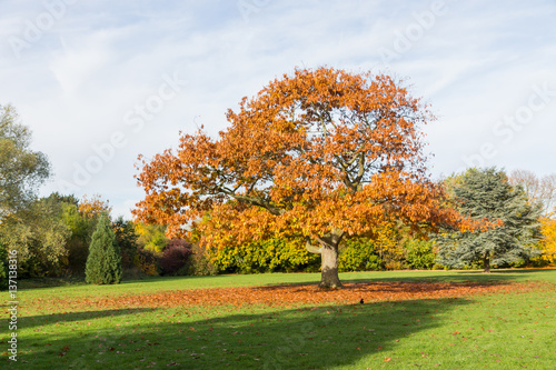 Copper colored tree at Autumn time 2016