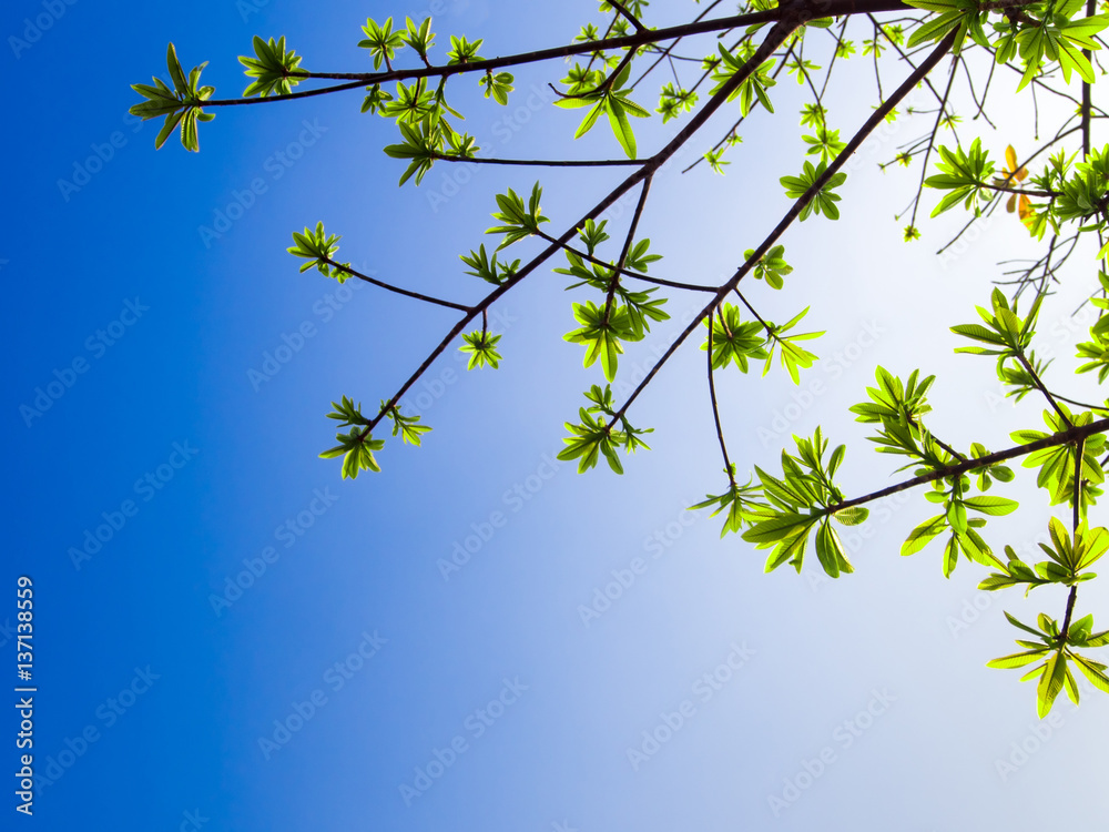 freshness leaves on blue sky and sunlight background freshness leaves on blue sky and sunlight background