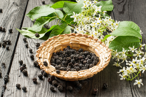 Foto Medicinal plant bird cherry (Prunus padus)