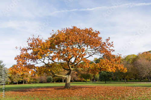 Copper colored tree at Autumn time 2016