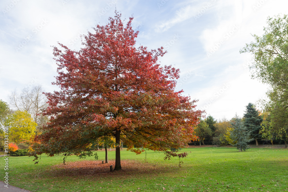 Fototapeta premium Autumn colors in the English countryside