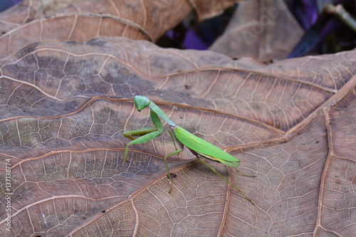 Green mantis