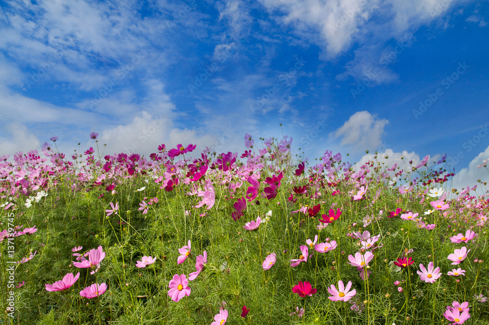 Cosmos Flower field on blue sky background,spring season flowers Cosmos Flower field on blue sky background,spring season flowers