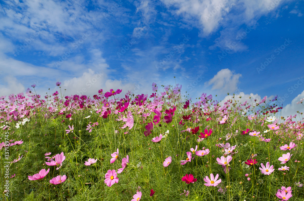 Cosmos Flower field on blue sky background,spring season flowers