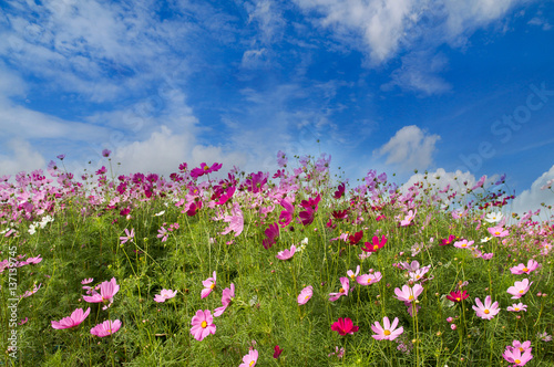Cosmos Flower field on blue sky background spring season flowers