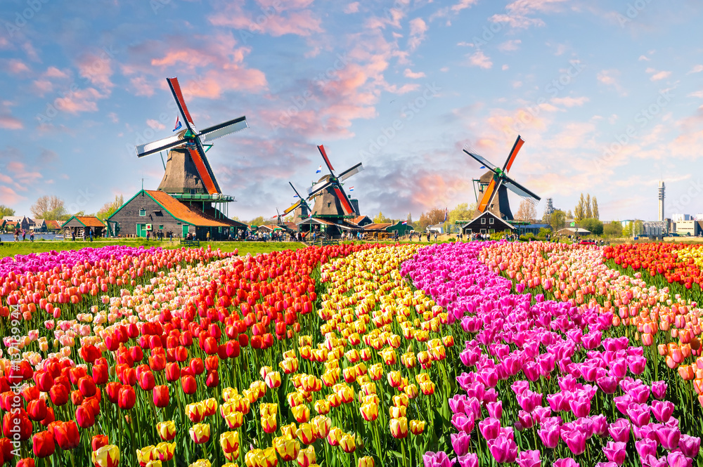 Fototapeta premium Krajobraz z tulipanami w Zaanse Schans, holandie, Europa