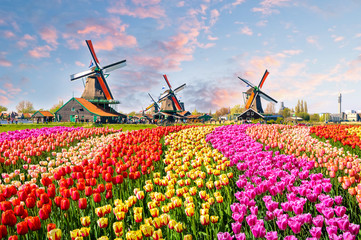 Stickers Amsterdam Tulpenvelden bij molens van Zaanse Schans  © Olena Zn