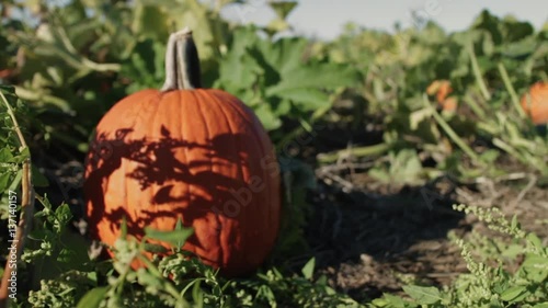 Close up of a pumpkin on the ground, in a pumpkin patch