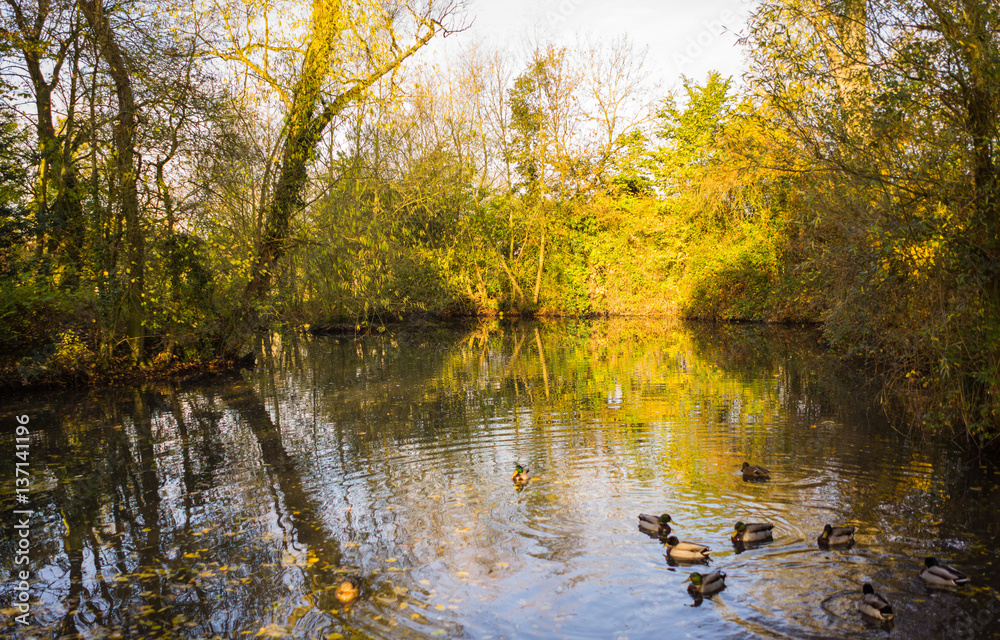 Fototapeta premium A duck pond inside a park