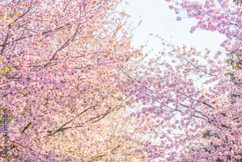 Fantastic cherry blossom in the sun light