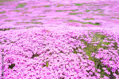 Moss phlox, known as shibazakura in Japanese in full bloom during spring season.