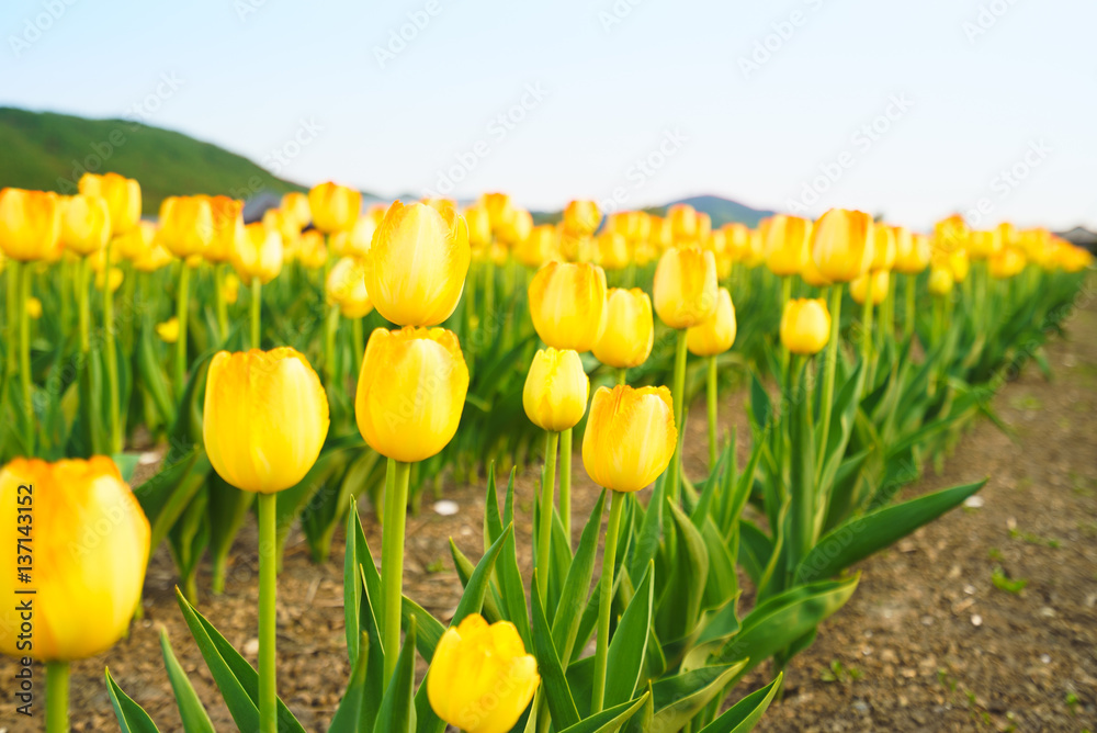 Fototapeta premium Tulip