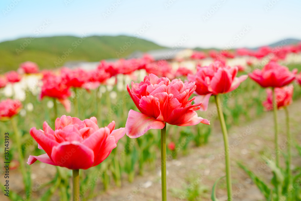 Obraz premium Tulip