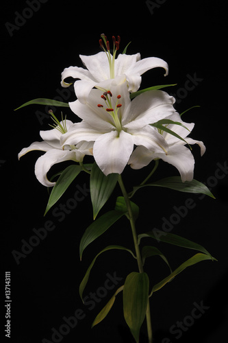 lilium flower on black background close-up