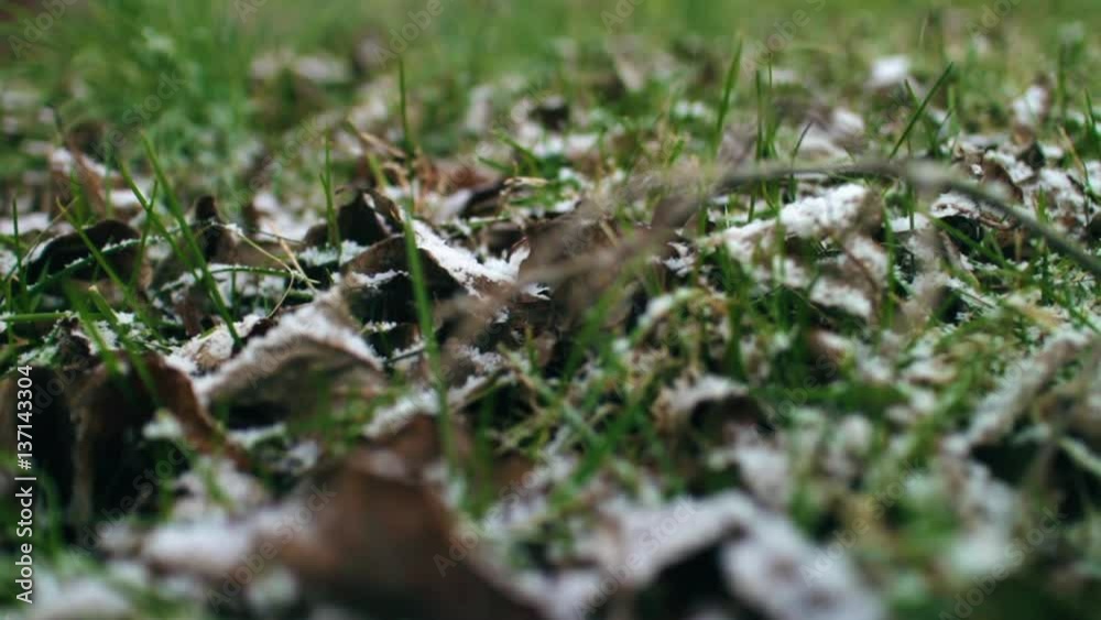 Calm snow falling on green grass and brown leaves Calm snow falling on green grass and brown leaves