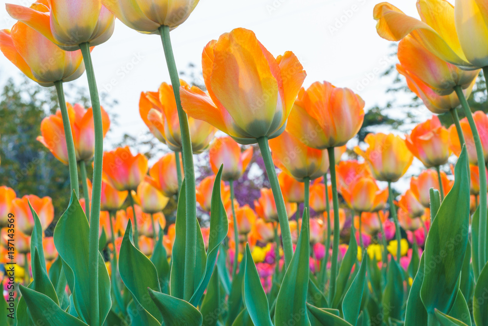 Fototapeta premium Tulip
