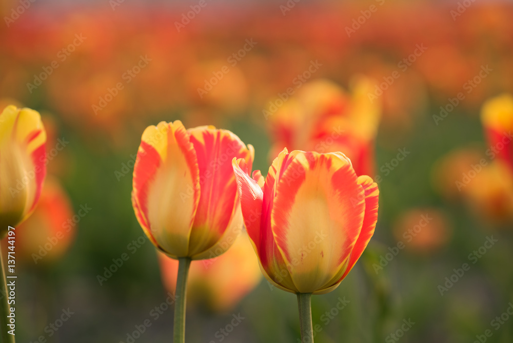 チューリップ　（北海道上湧別町）