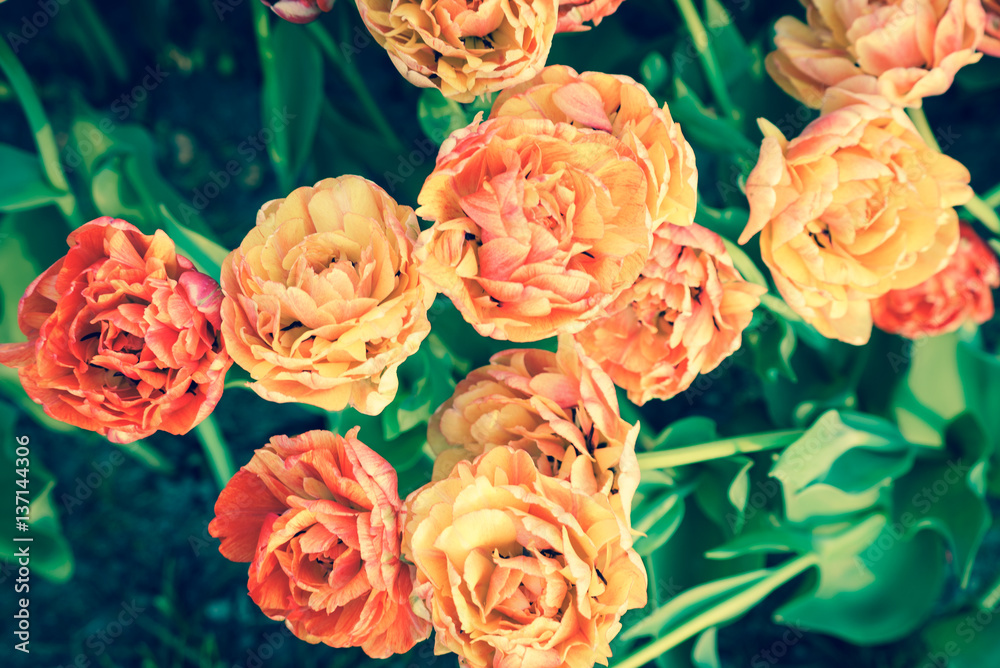 Tulip Tulip