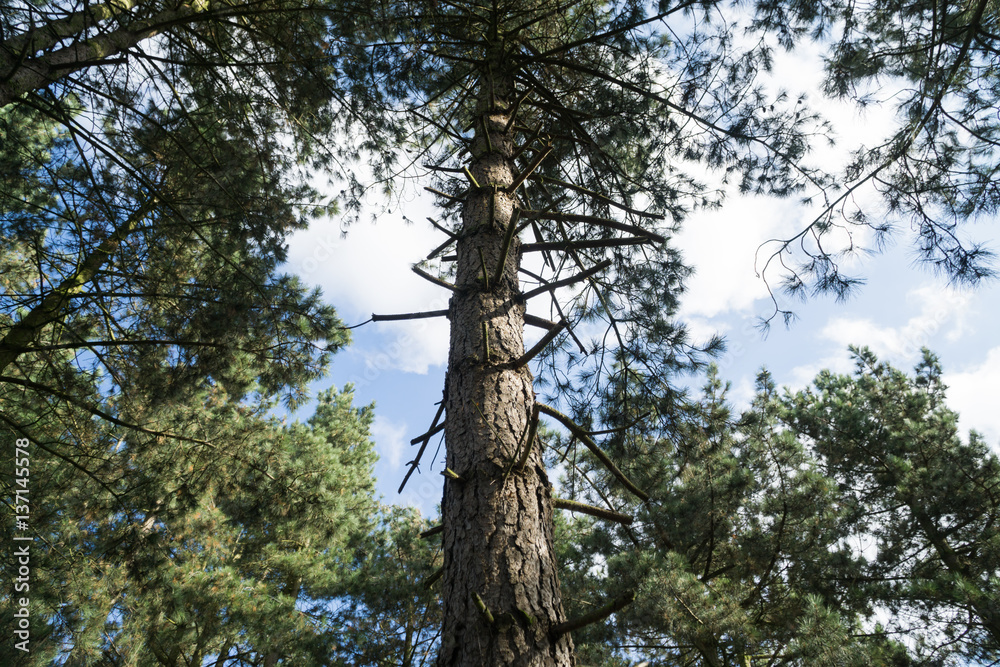 Fototapeta premium Leicester-shire countryside in the summertime 2016