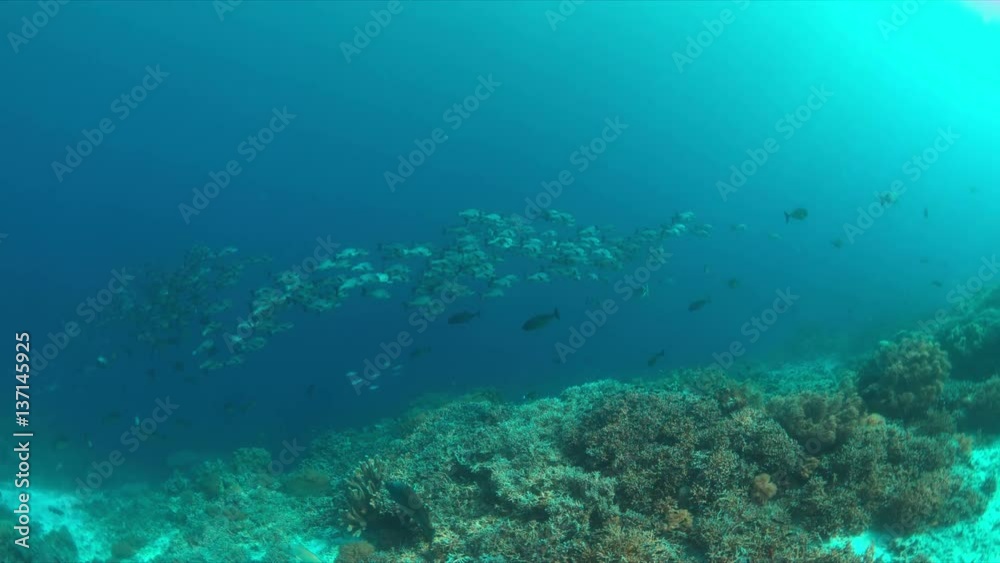 School of Black Snapper on Tubbataha Reef in Philippines. 4k footage School of Black Snapper on Tubbataha Reef in Philippines. 4k footage