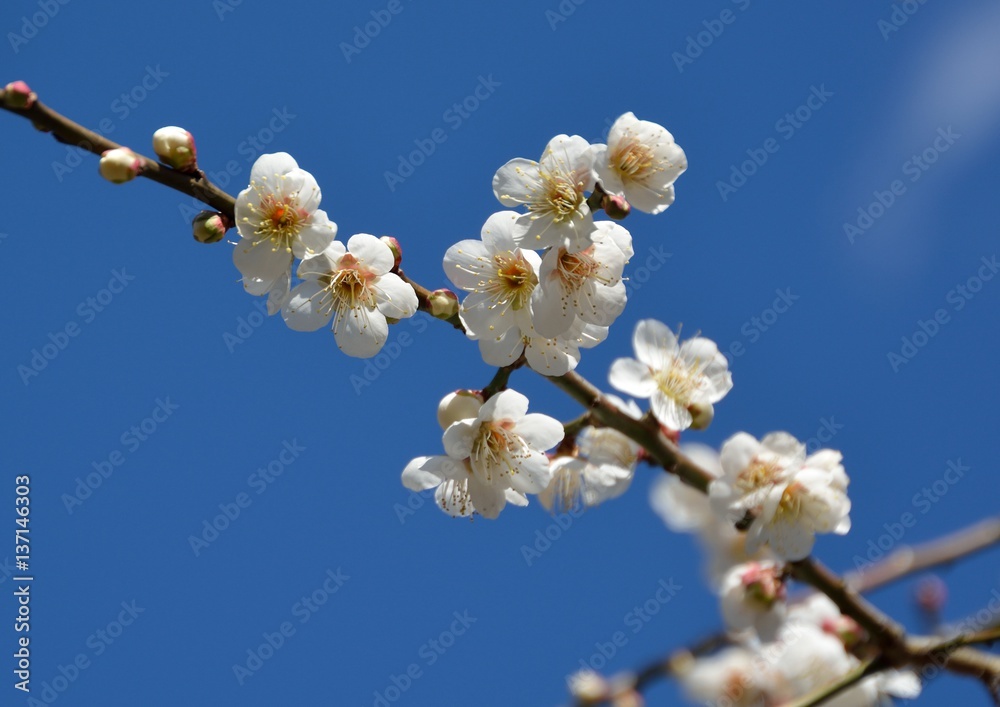 White japanese plum blossoms in early spring White japanese plum blossoms in early spring