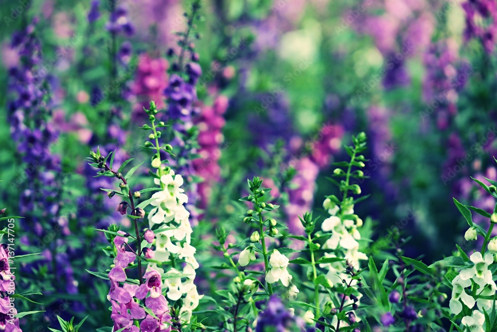 Obraz premium Closeup beautiful nature flowers landscape abstract background