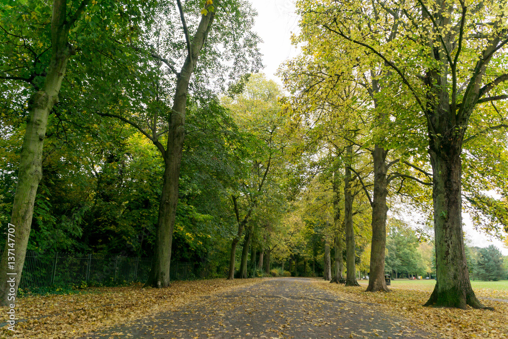 Naklejka premium A walk through the countryside