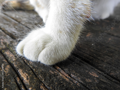 Cat foot on the wood photo