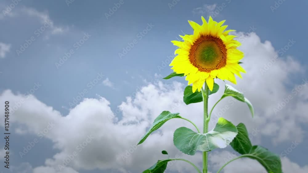 Video of a sunflower swaying in the breeze with clouds in the background