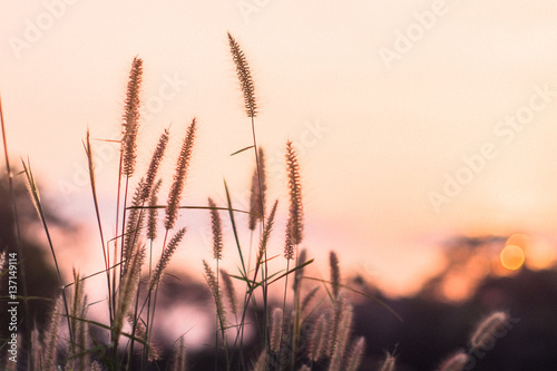 Desho grass Pennisetum pedicellatum at evening sunset time red sky crop field photo