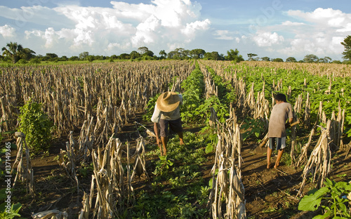 corn fields in Guatemala