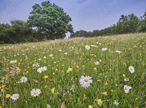 Traditional Wild Flower hay Meadow in the Sussex High Weald