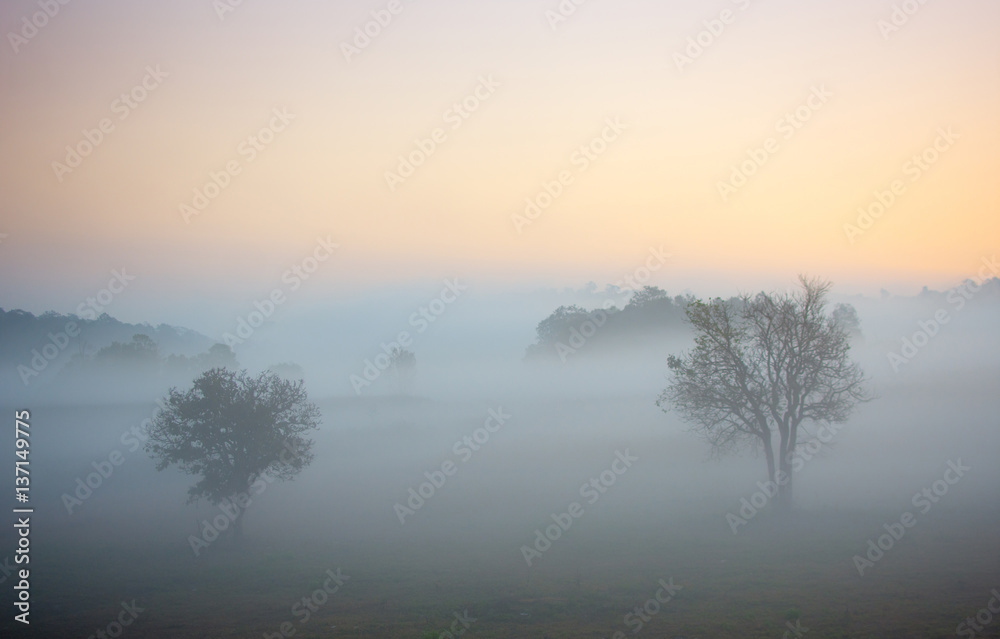 Soft focus beautiful sunrise and fog in the natural scene at Thailand.