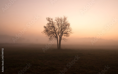 Soft focus beautiful sunrise and fog in the natural scene at Thailand.