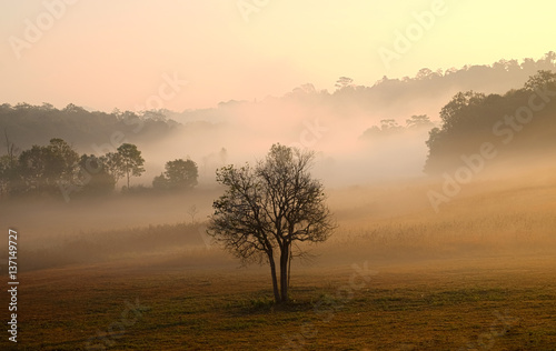 Soft focus beautiful sunrise and fog in the natural scene at Thailand.