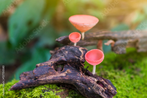 The Champagne mushroom on dead trees in wet forests. Orange mushroom