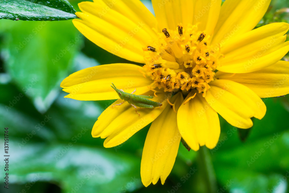 Macro the little grasshopper on yellow flower in garden Macro the little grasshopper on yellow flower in garden
