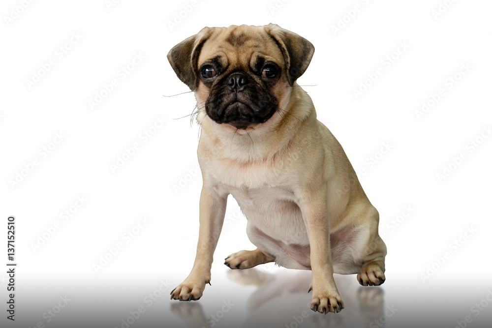 A portrait of a cute Pug dog