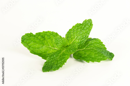 mint leaf, aromatic herbs, used as ingredients to make ice cream and herbal teas