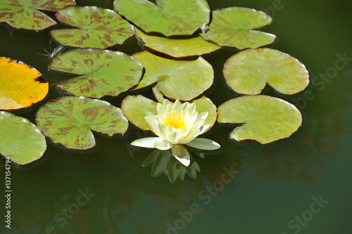 Water lily in pond