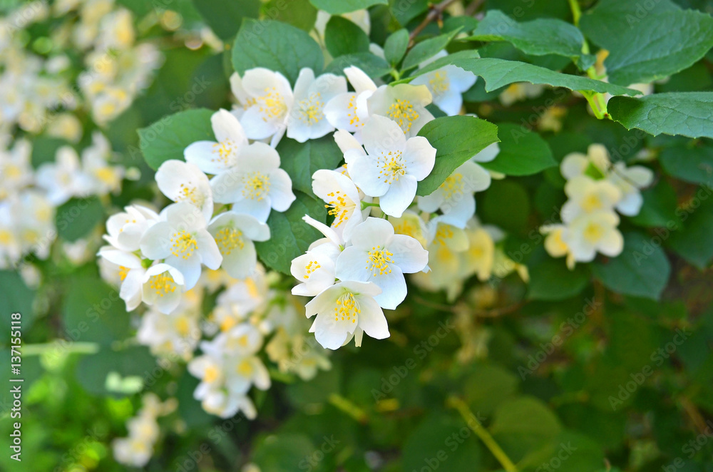 Beautiful jasmine flower