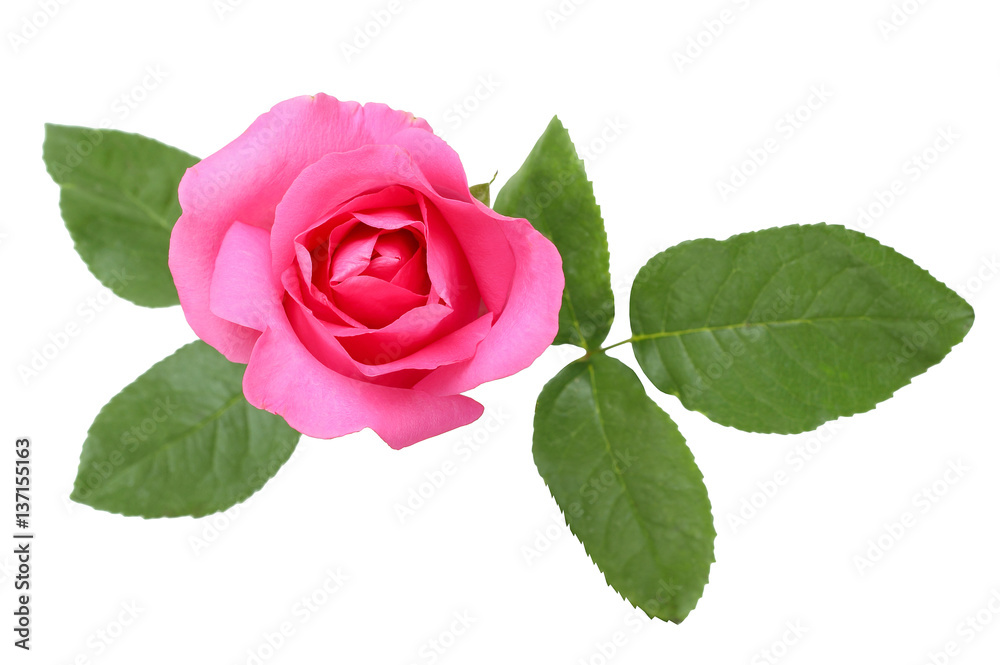 Naklejka premium Beautiful pink rose and leaves isolated on white background