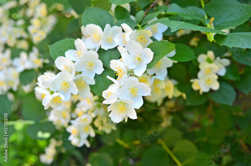Beautiful jasmine flower