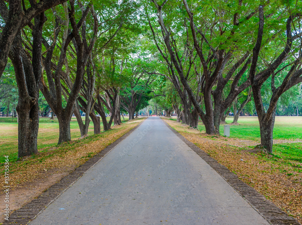 Asphalt Country Road Between Line of Trees